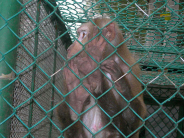 集寧動物園防護柵欄圖片1